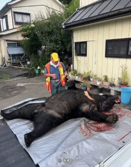日本熊害已致至少12死 且已逼近东京！